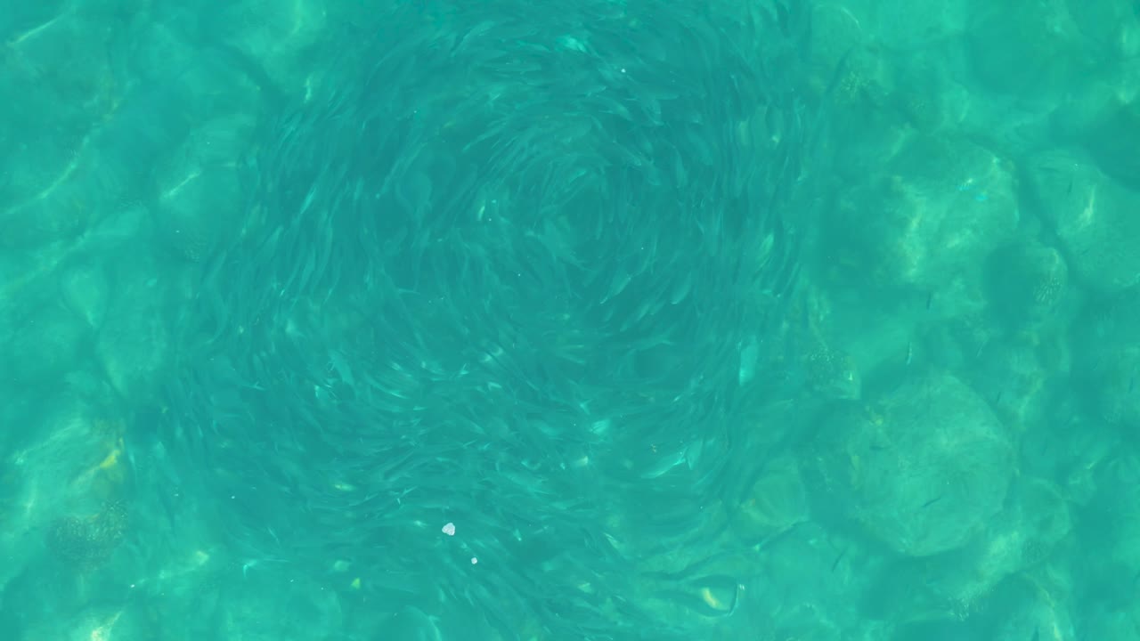 At 0:01, the fish school appears as a dense dark ring under turquoise water, with rounded rocks showing through the shallow seabed and no visible people.