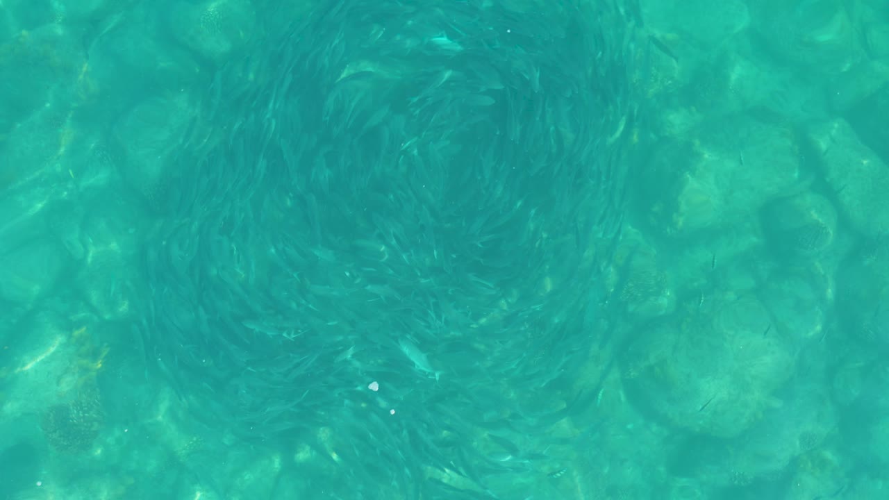 At 0:02, a fish vortex sits near the center of the frame while pale underwater rocks and green-blue water fill the background, with no visible people.
