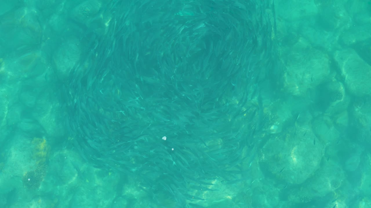 At 0:03, the school spreads into a darker circular patch beneath rippled turquoise water, with rocks visible below and no visible people.