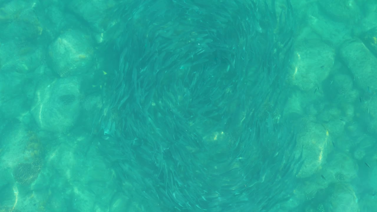 Small fish school over turquoise water and rocks