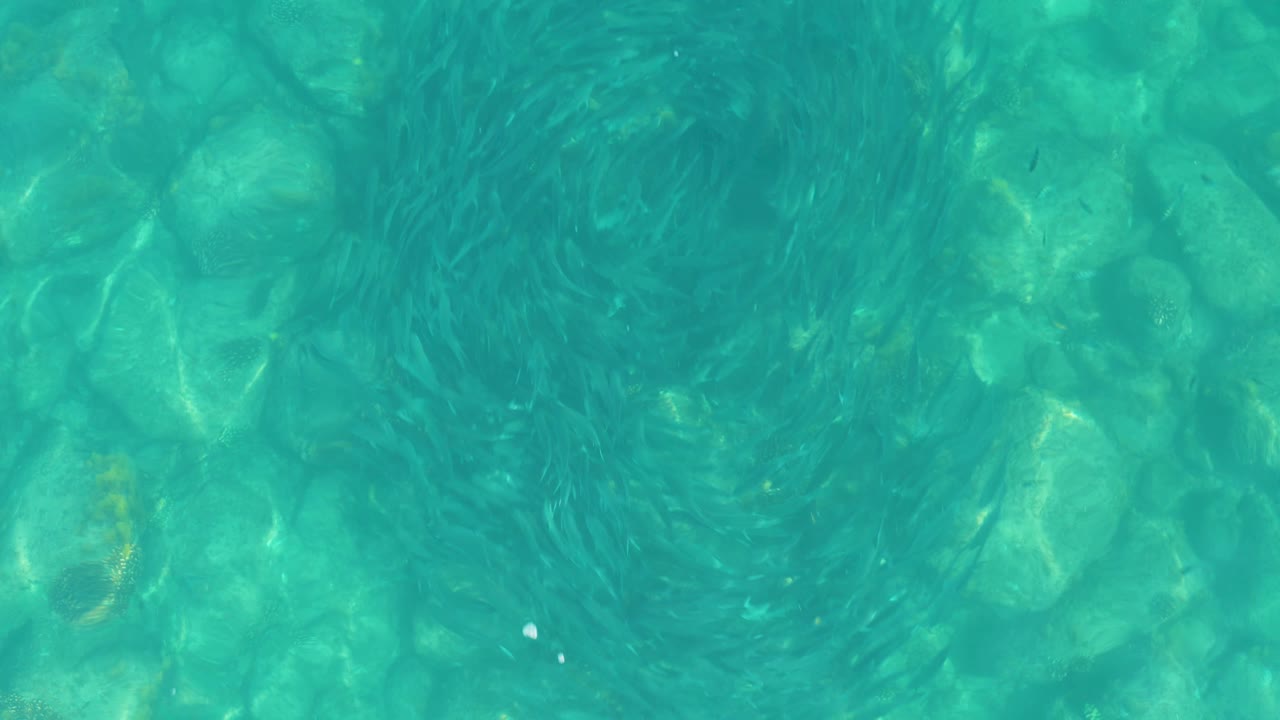 Small fish form a darker swirl across clear turquoise water at Los Frailes, with submerged rocks showing through the surface and no visible people.