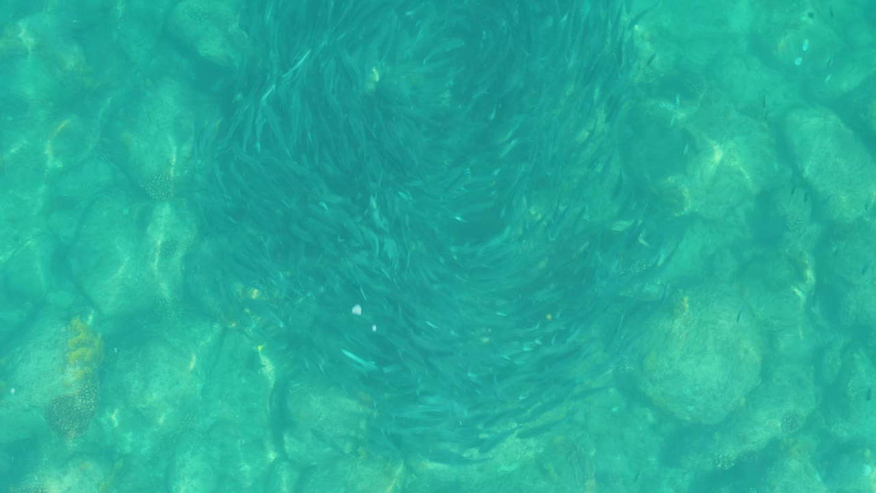 The school of small fish appears as a dense, dark ring in shallow Los Frailes water, with green-blue color and rock shapes beneath, and no visible people.