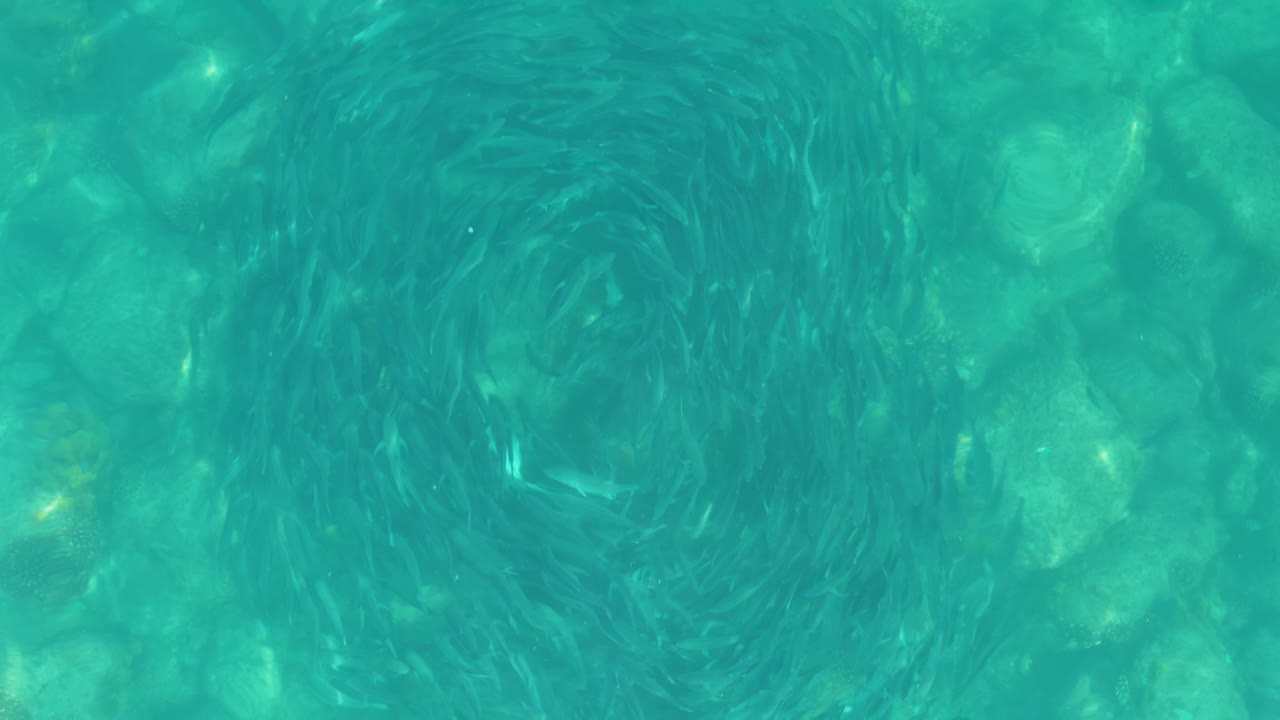 Small fish circling over turquoise water and rocks