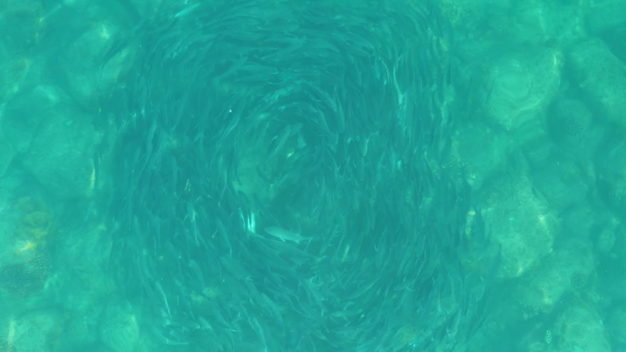 At 0:01, the fish school tightens into a darker circular ring against the pale rocks visible through clear blue-green water at Los Frailes, Mexico, with no visible people.