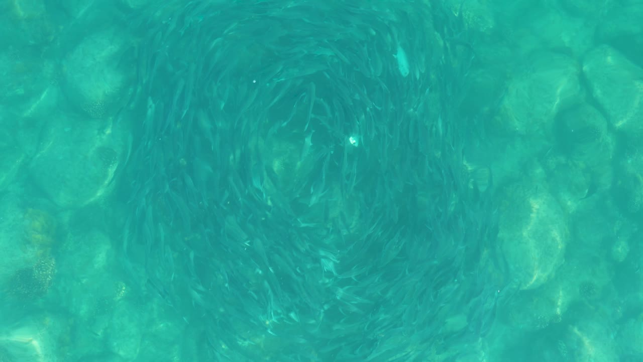At 0:02, the fish swirl sits near the center of the frame while mottled sunlight reveals rounded rocks beneath the transparent water at Los Frailes, Mexico, with no visible people.