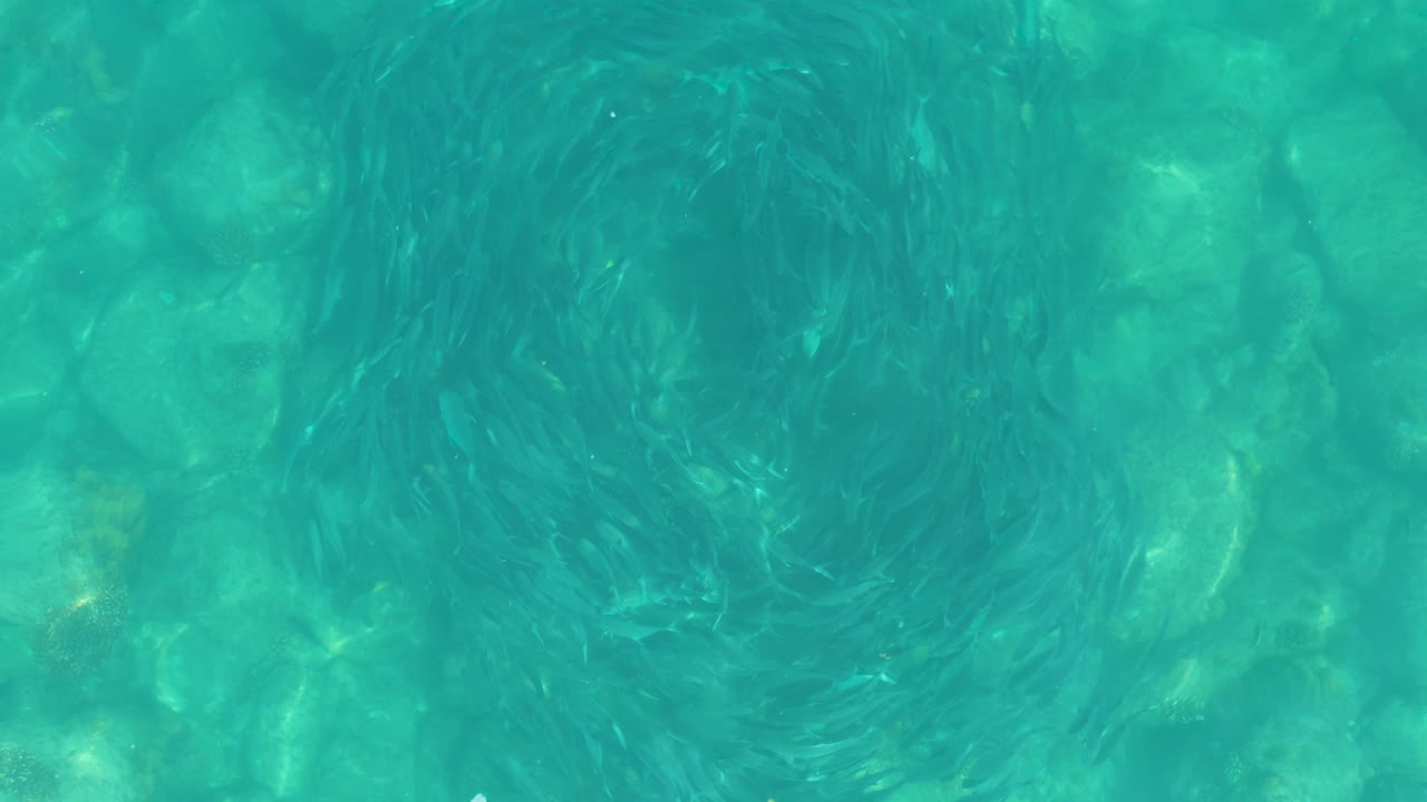 At 0:03, a darker spiral of small fish is visible in shallow turquoise ocean water, with pale rocks and soft green highlights beneath at Los Frailes, Mexico, and no visible people.