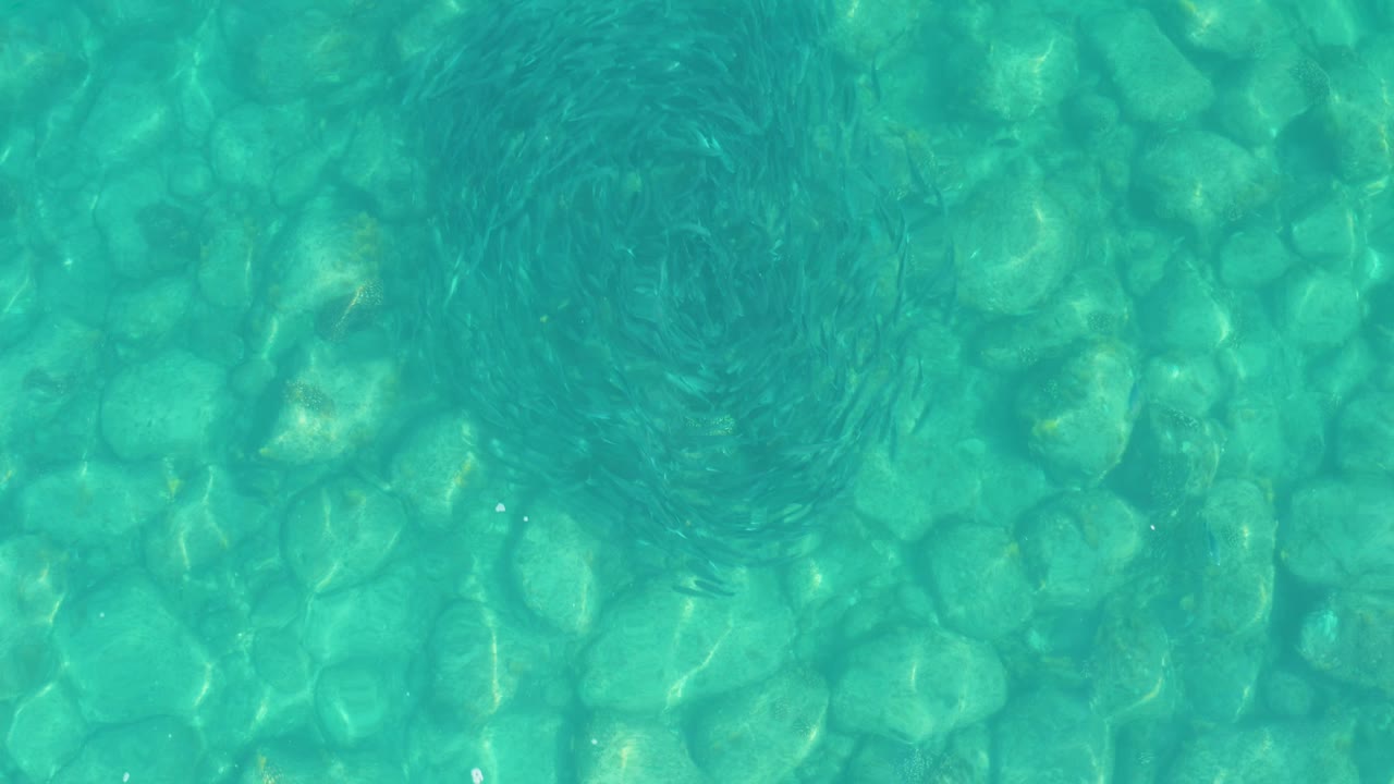 Overhead turquoise water with small fish circling above pebbles