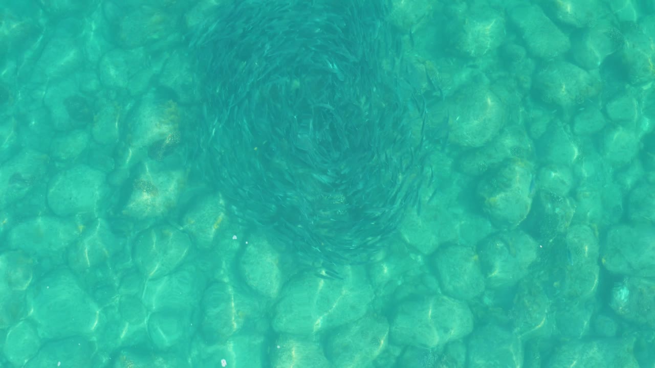 The fish school shifts into a denser swirl across the top of the Los Frailes water view, with green-blue ripples and rounded stones visible below, and no visible people.