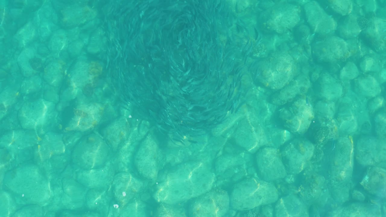 A dark cluster of small fish gathers near the upper right of the turquoise Los Frailes shallows while pebbles and wavering sunlight remain visible underneath, with no visible people.