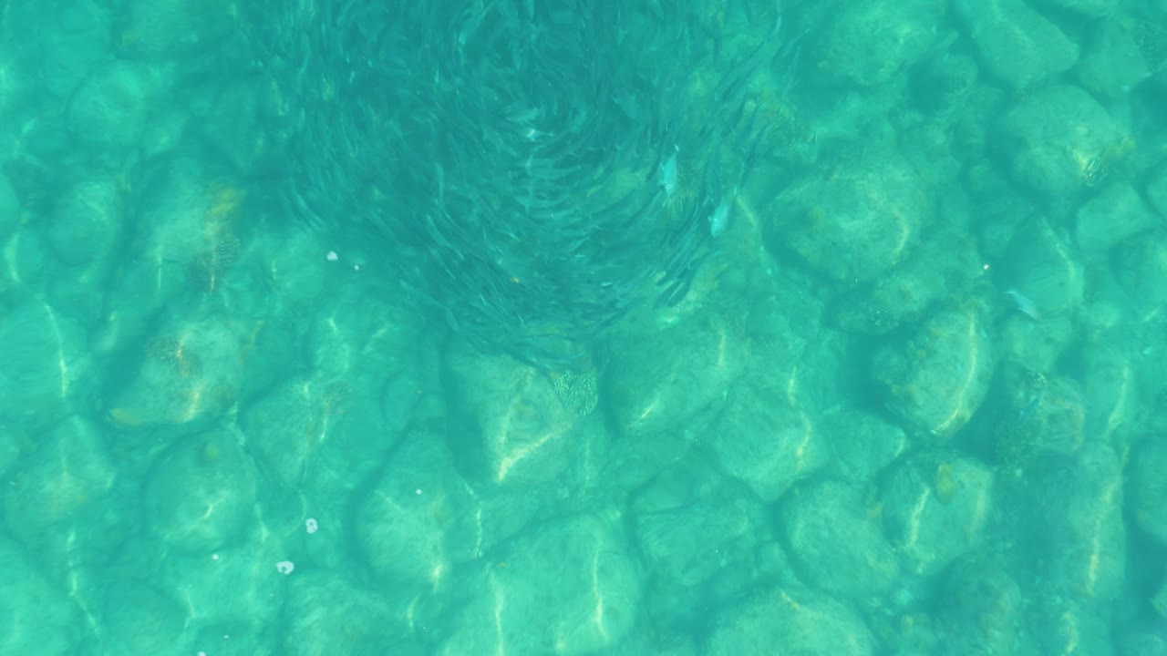 Small fish swirl through the left side of the Los Frailes shallows as the camera looks straight down at turquoise water, pale stones, and moving surface ripples, with no visible people.