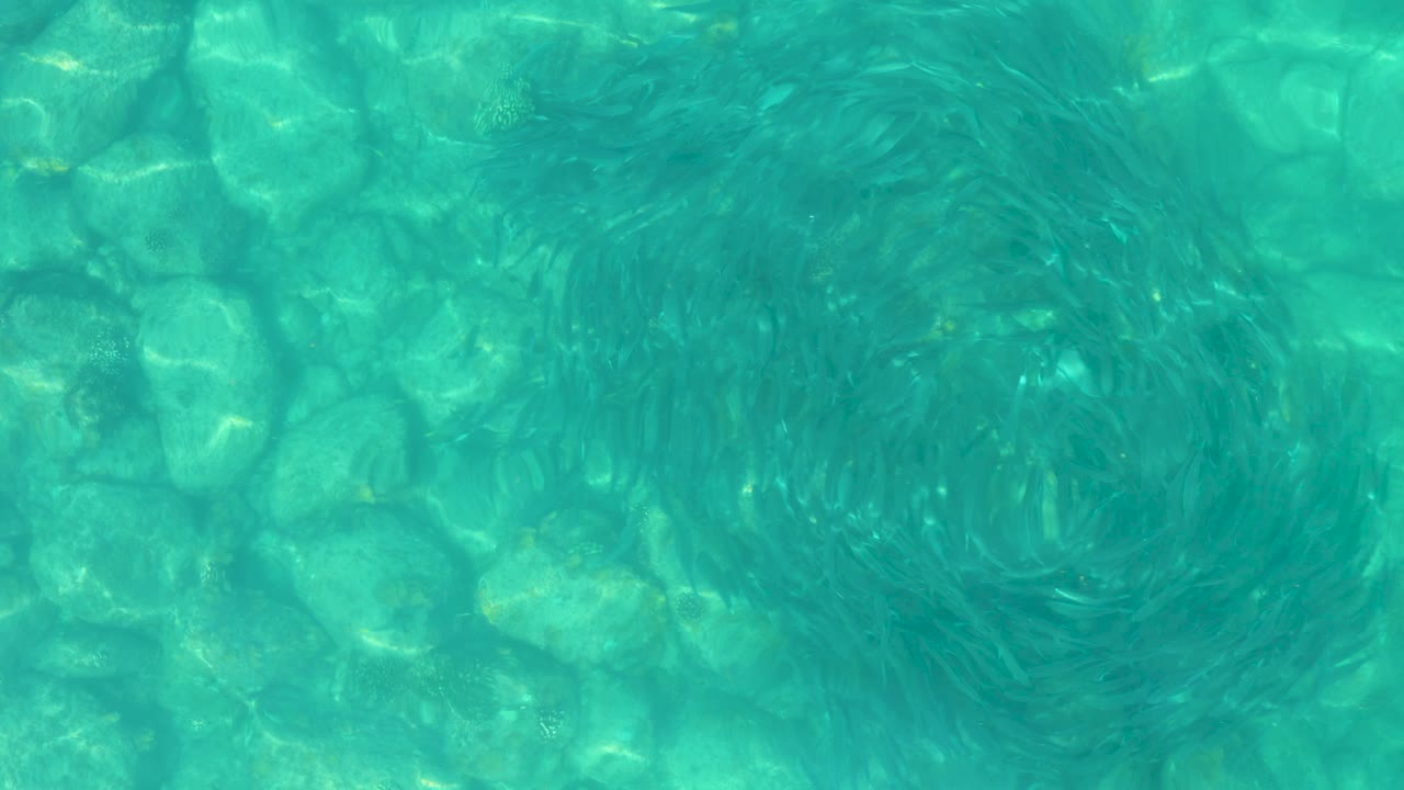 At 0:00, a dark circular school of small fish is visible beneath clear turquoise water over a rocky seabed in Los Frailes, Mexico, with no visible people.