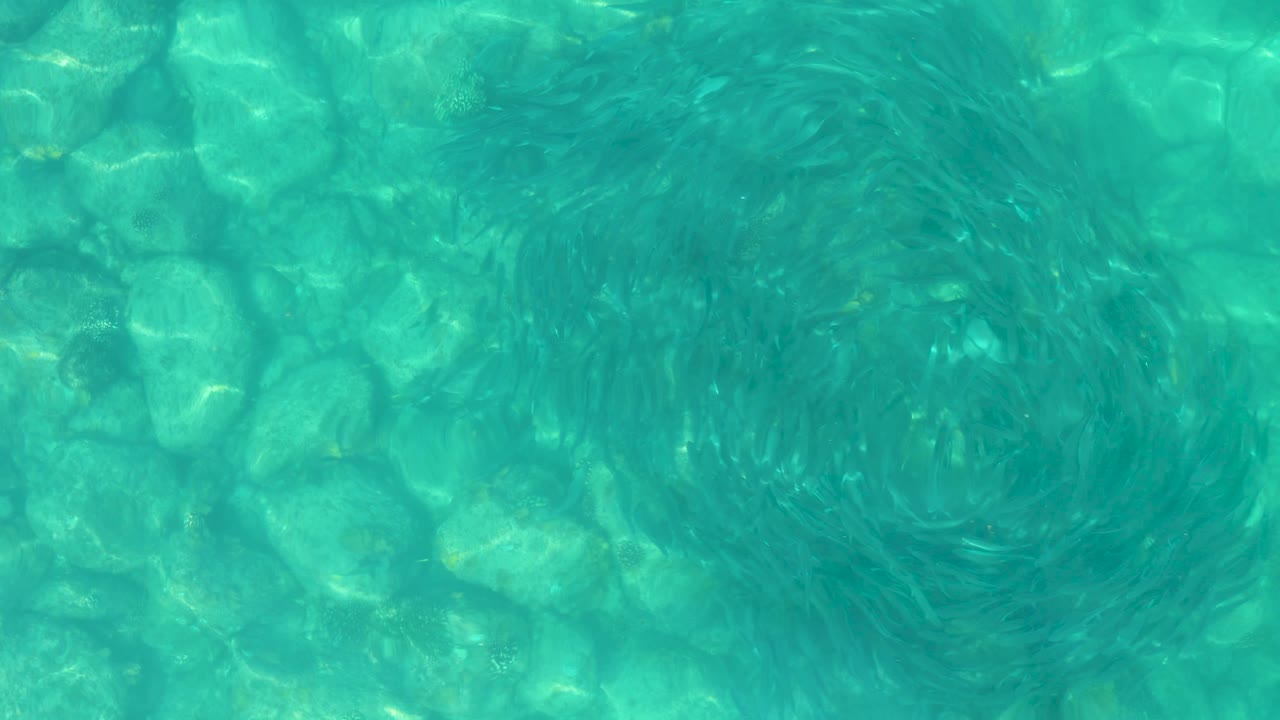 At 0:01, small fish gather in a dense circular swirl near the center of the frame above pale underwater rocks in Los Frailes, Mexico, with no visible people.