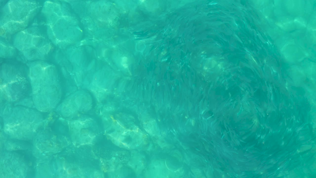 Fish cluster circling over clear shallow rocks