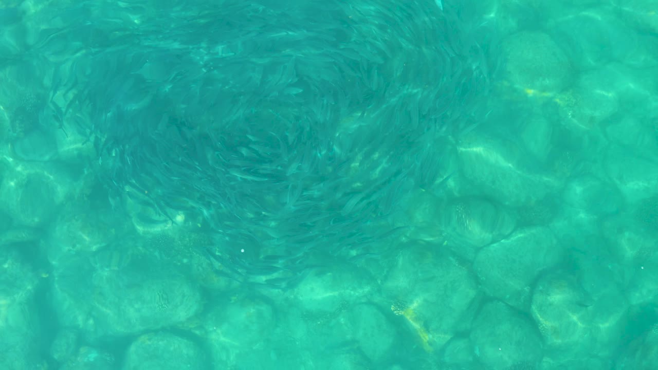 Overhead view of a circular school of small fish above pale rocks in clear turquoise water at Los Frailes, Baja California Sur, with no visible people.