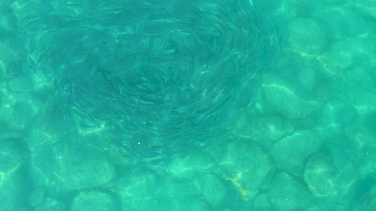 Small fish ring in clear turquoise water