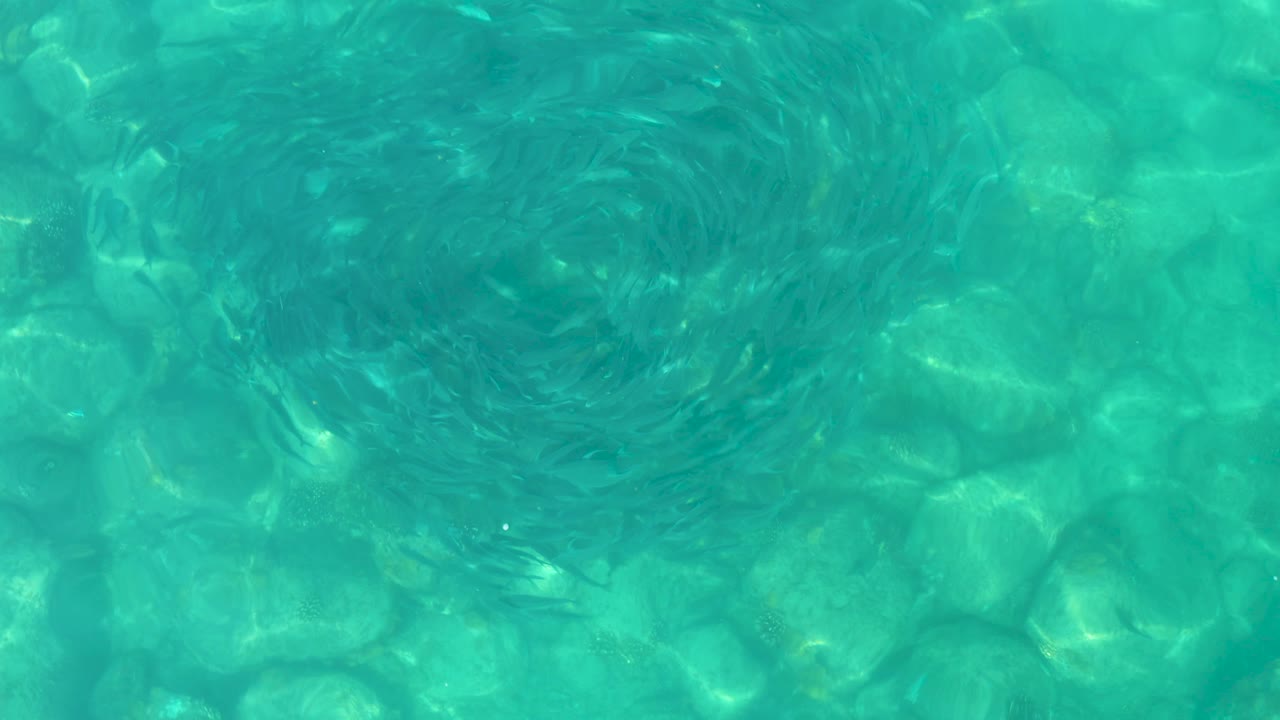 Small dark fish form a circular cluster near the upper right of the frame over sunlit underwater rocks in Los Frailes, Baja California Sur, with no visible people.