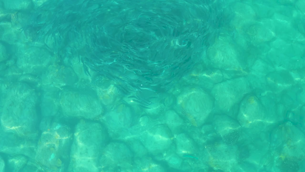 At 0:01, the fish school appears as a darker rounded swirl beneath rippled turquoise water in Los Frailes, with the pale rocky bottom visible and no visible people.