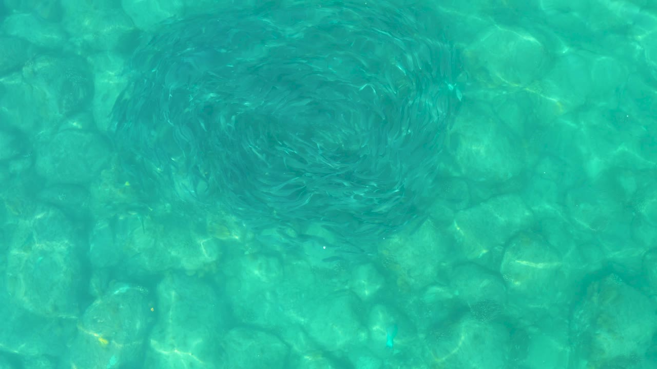 Small fish school circling over turquoise water and rocks