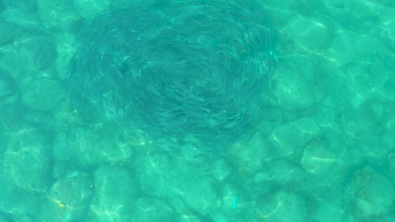 At 0:01, the fish cluster appears as a rounded dark swirl near the upper frame, with pale rocks and green-blue water visible below in Los Frailes, Mexico, and no visible people.