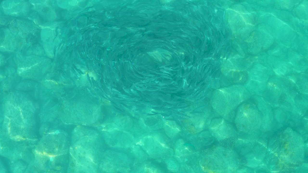 At 0:03, the fish school appears lower and slightly left of center over shallow-looking clear water and a rocky bottom in Los Frailes, Mexico, with no visible people.