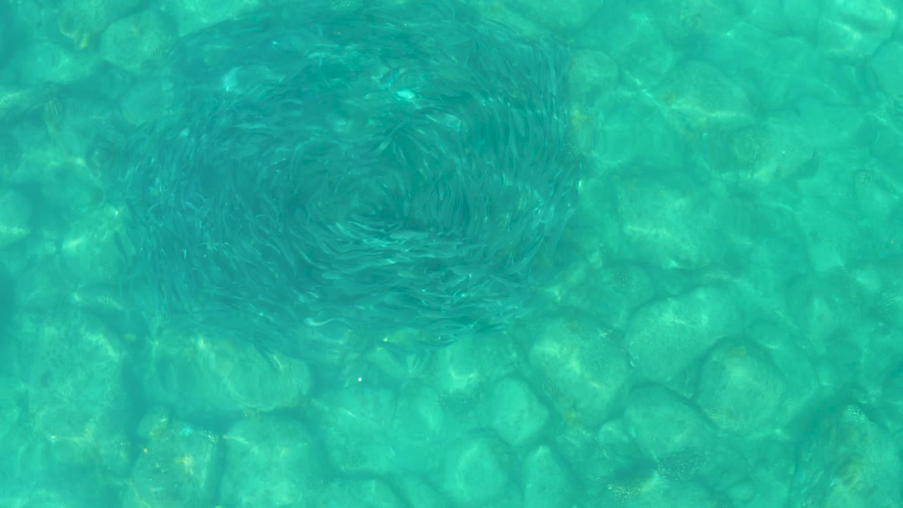 At 0:03, the fish school is lower and left of center, still forming a dense circular pattern over the visible rocky bottom in Los Frailes, with no visible people.