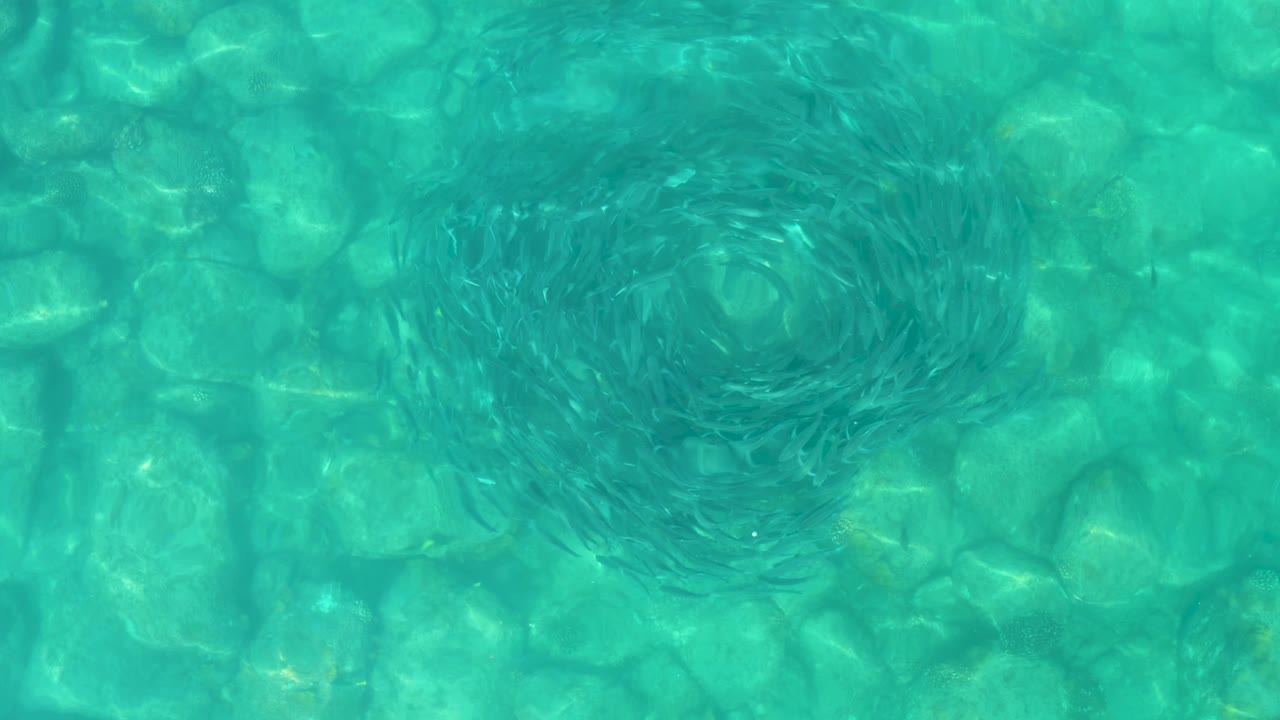 At 0:01 in Los Frailes, Baja California Sur, the fish shoal remains in a rounded swirl near the upper center of the frame above sunlit underwater stones, with no visible people.