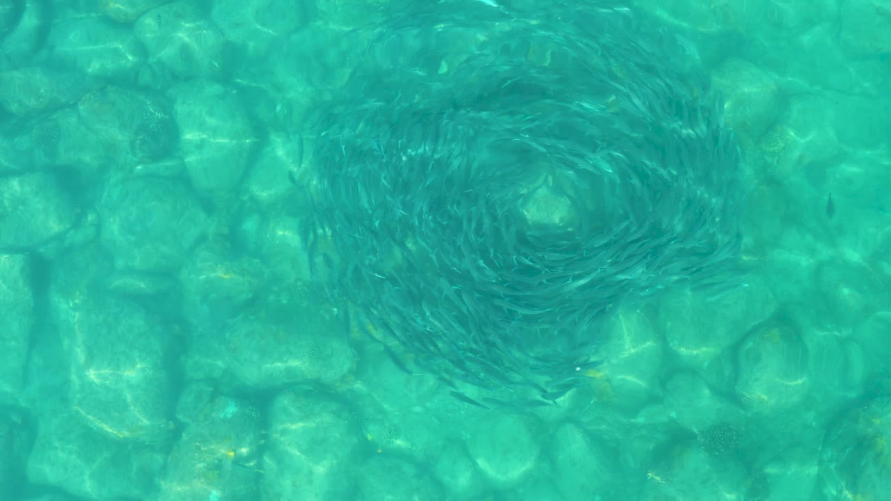 At 0:02 in Los Frailes, Baja California Sur, the spiral of small fish sits near the upper right portion of the turquoise water frame over rounded rocks, with no visible people.