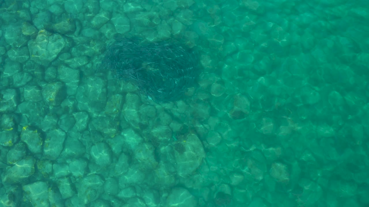 Top-down Los Frailes, Los Cabos, Mexico frame with the fish school lower in the view, circling above pale submerged rocks in clear blue-green water, no visible people.