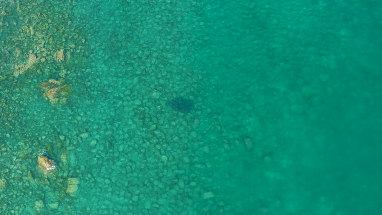 Clear shallow water in Los Frailes shows pebbles and pale stones beneath the surface, with the fish near a dark underwater patch toward the lower right, no visible people.