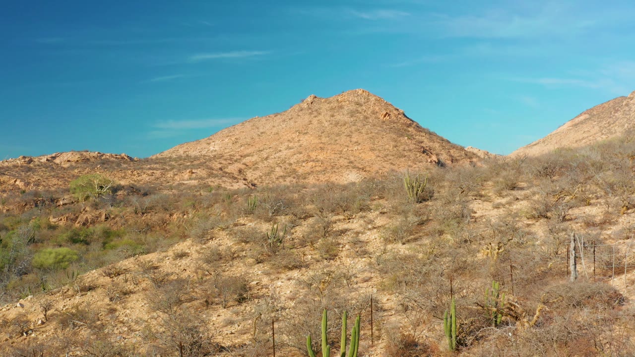 Cabo Pulmo hillside with scattered cactus columns and dry vegetation across the lower frame, tan ridges behind them, open blue sky above, and no visible people.