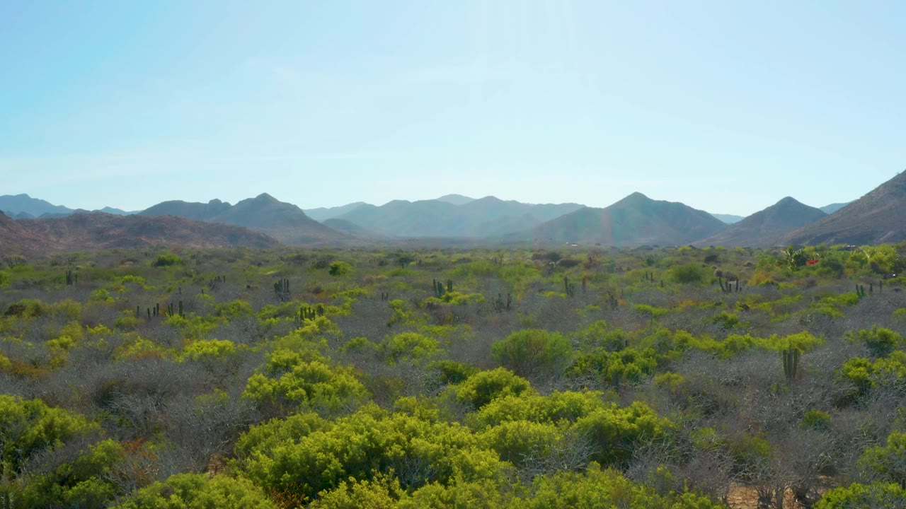 Opening aerial frame over Cabo Pulmo desert vegetation, with green shrubs, brown brush, scattered cactus forms, distant mountain ridges, clear blue sky, and no visible people.