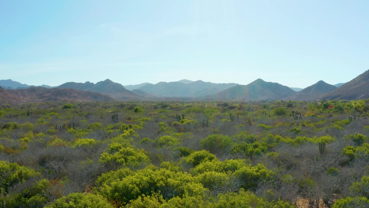 Desert vegetation seen from above with mountain ridges on the horizon.