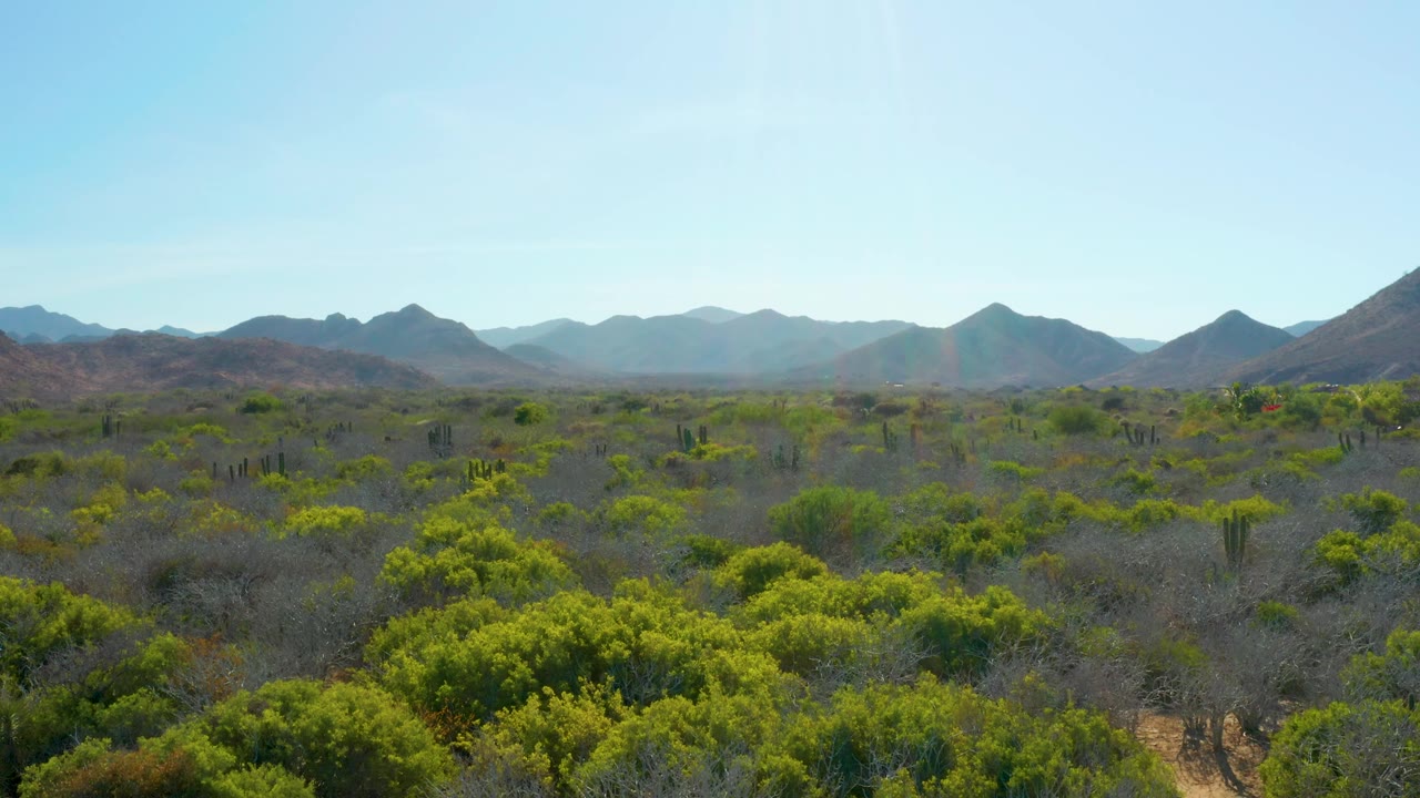Cabo Pulmo aerial frame with mixed green and brown shrubs across the foreground, cactus silhouettes in the midground, hazy mountain layers in back, and no visible people.