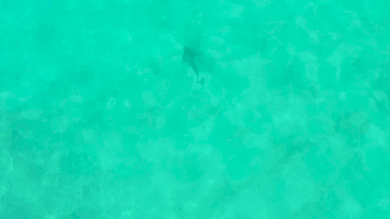 Overhead view of turquoise shallow water in Cabo Pulmo with a small dark fish near the center over a pale rocky seabed and no visible people.