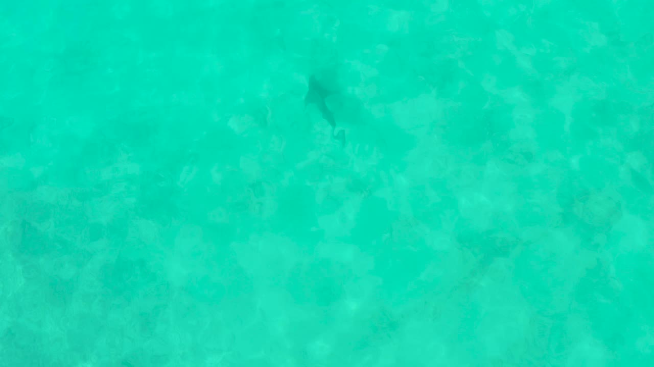 A small fish remains visible in clear turquoise water at Cabo Pulmo, with faint rocks beneath the rippled surface and no visible people.