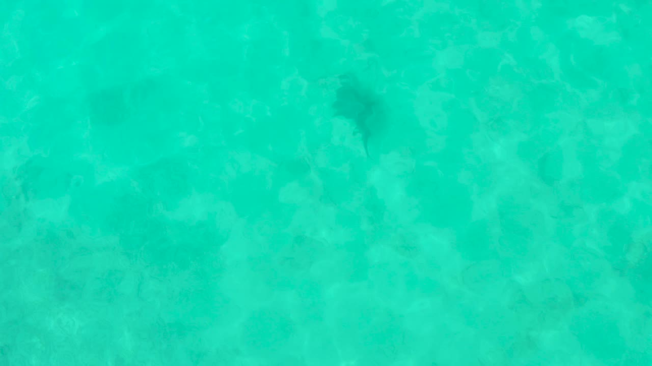 The fish shifts across shallow turquoise water in Cabo Pulmo, passing over a pale rocky bottom with no visible people or shoreline elements.