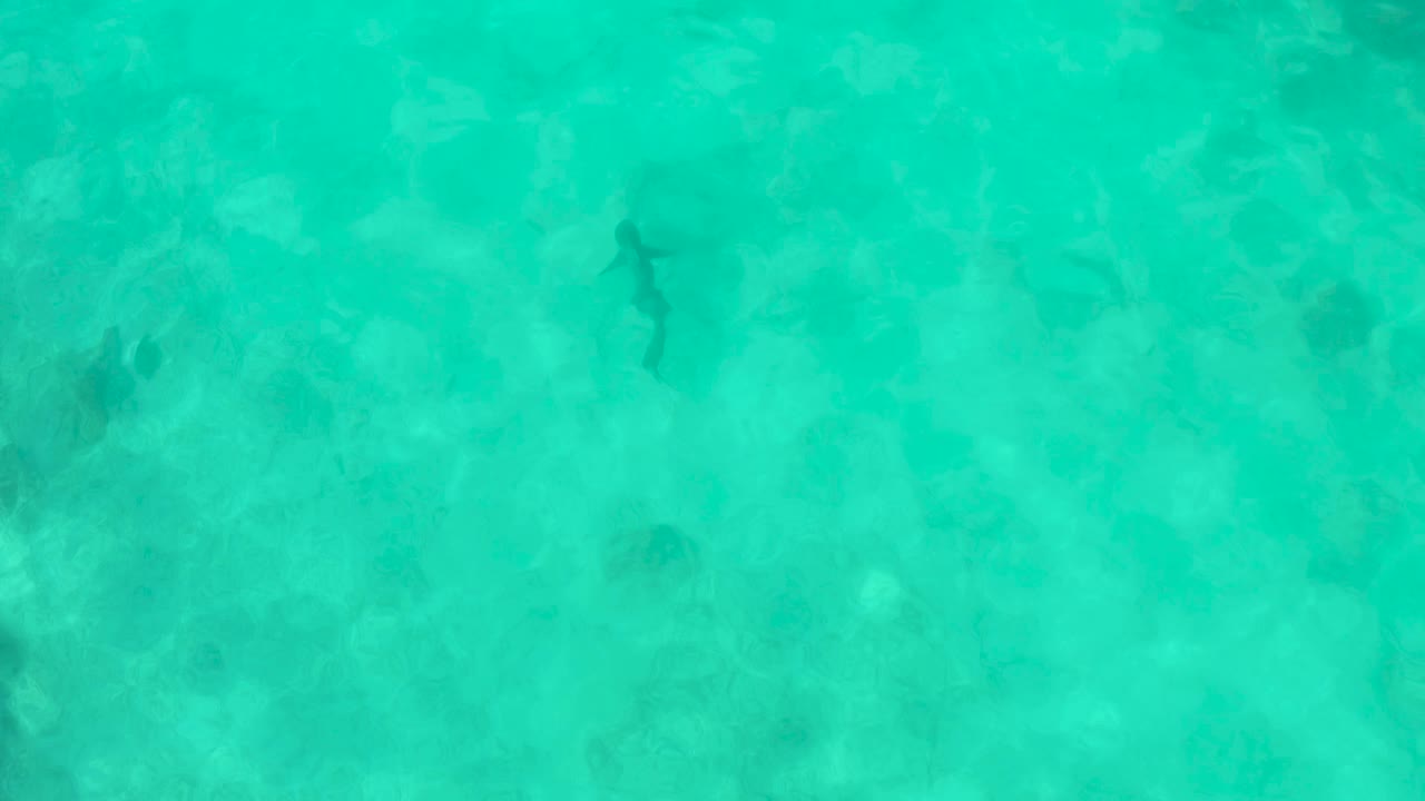 Shark silhouette in shallow turquoise water above a pale seabed.
