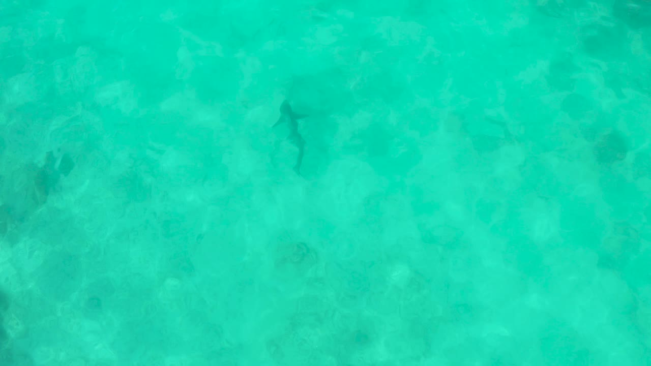 The shark remains under clear Cabo Pulmo water, slightly farther across the frame, with mottled seabed and darker underwater patches visible, and no visible people.