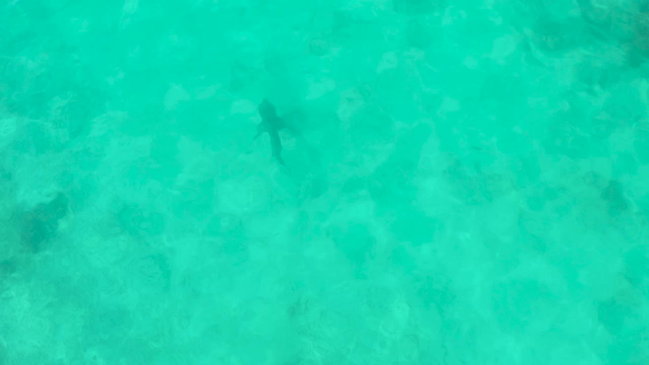 A small dark shark form is visible under the turquoise surface in Cabo Pulmo, with pale sand and darker seabed features around it, and no visible people.