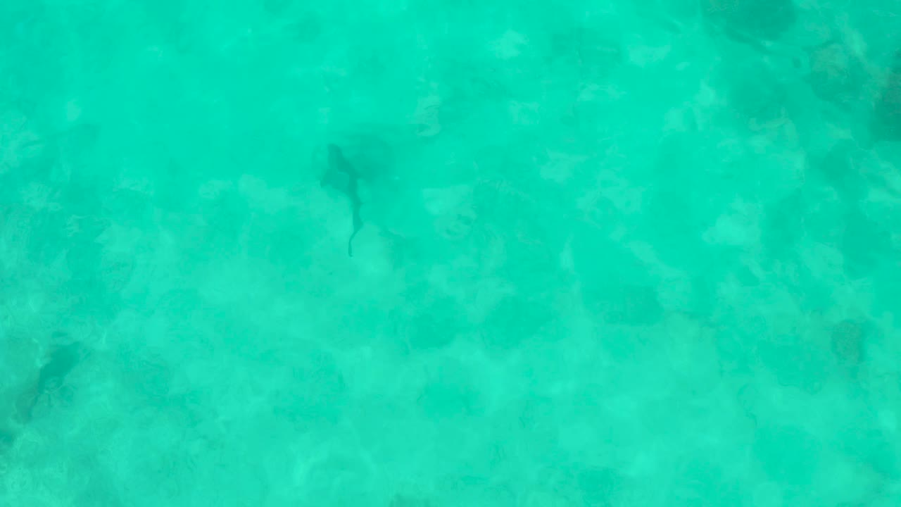The shark appears nearer the center of the overhead Cabo Pulmo frame, swimming through green-blue shallow water with seabed detail showing through, and no visible people.
