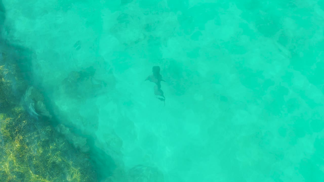 At 0:00, a shark silhouette swims through clear turquoise shallow water in Cabo Pulmo, Mexico, with darker underwater vegetation along the left side and no visible people.