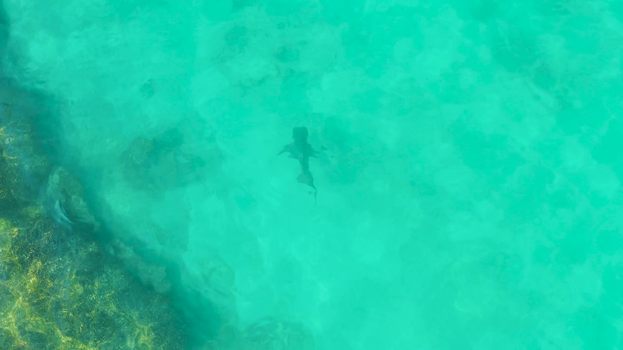 At 0:01, the shark appears small in a wide overhead frame over bright turquoise water in Cabo Pulmo, Mexico, with a darker reef or vegetation band on the left and no visible people.