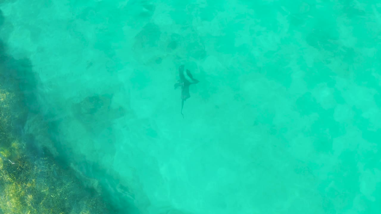 At 0:02, the shark moves toward the upper area of the overhead frame in Cabo Pulmo, Mexico, above pale mottled shallows and away from the darker left edge, with no visible people.