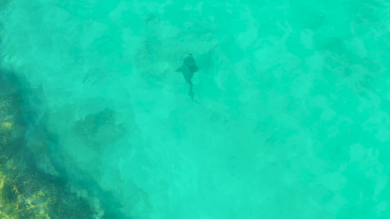 Shark in turquoise water with darker underwater vegetation along the left edge.