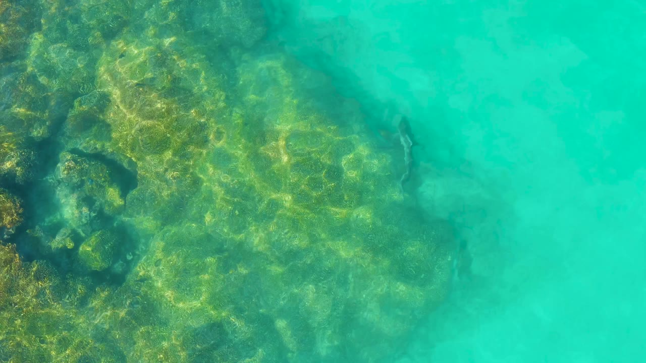 Shark swimming beside a rocky seabed in turquoise water.