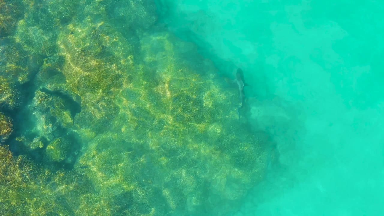 At 0:01, the shark remains close to the reef edge in Cabo Pulmo, with sun patterns visible over rocks and no visible people.
