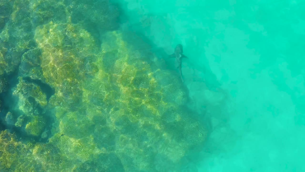 The shark appears farther into the turquoise water at Cabo Pulmo, with algae-coated rock texture filling the left side and no visible people.