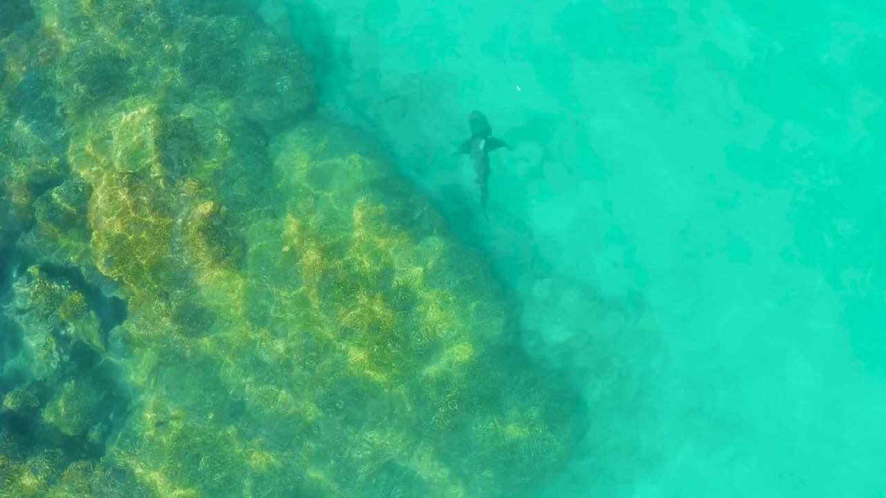 At mid-clip, the shark is centered in blue-green shallows near a darker reef line in Cabo Pulmo, with no visible people.