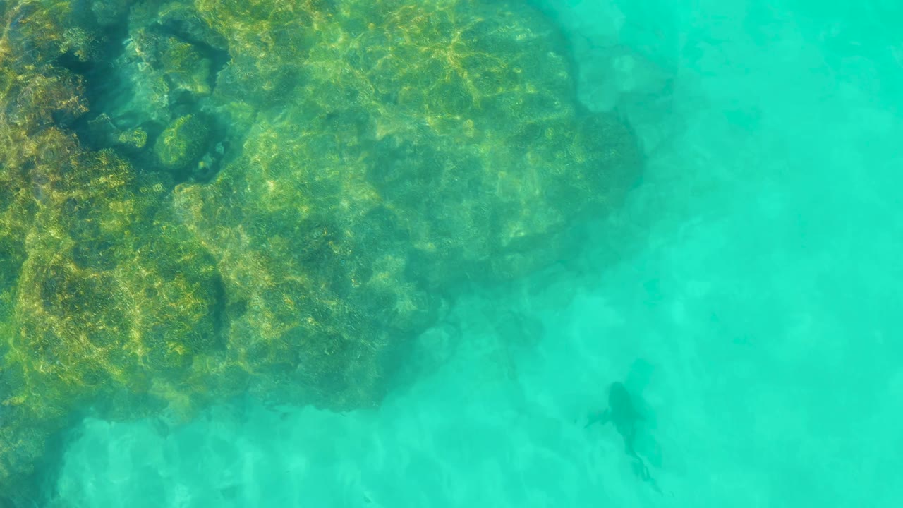 Overhead turquoise water with coral reef and a small fish near the lower right.