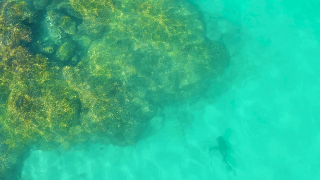 Aerial-looking frame over Cabo Pulmo reef water, with mottled coral at left, bright turquoise water at right, a dark fish below the reef edge, and no visible people.